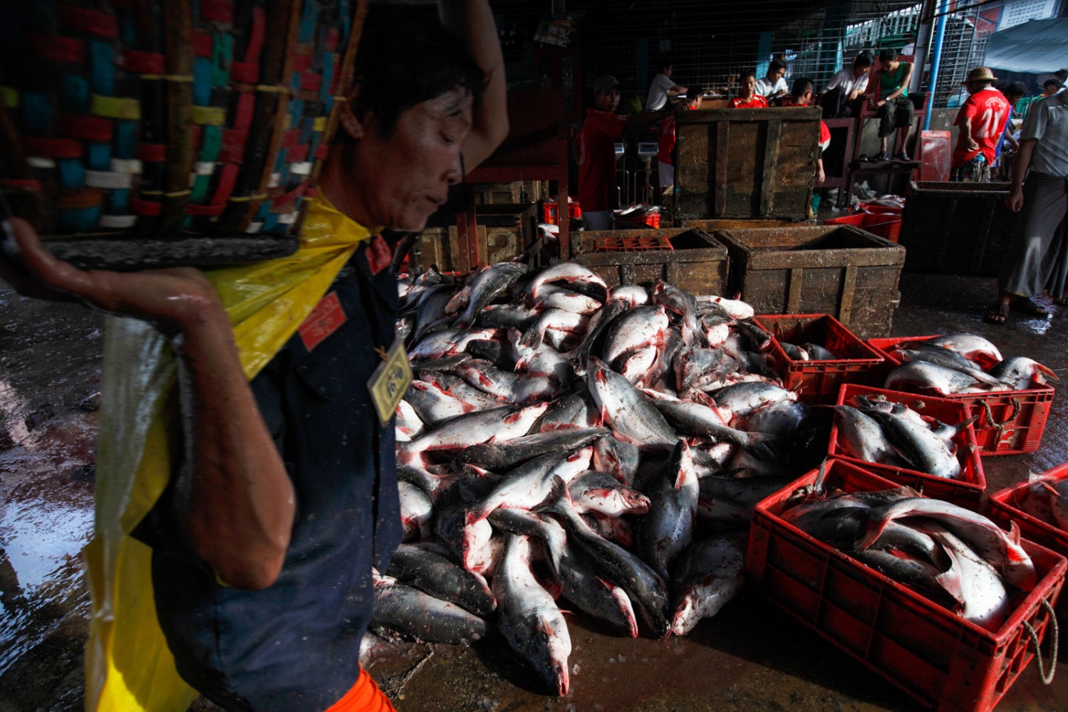 EMPTYING THE SEAS - Tonnes of fish are unloaded from boats, sold, packaged...