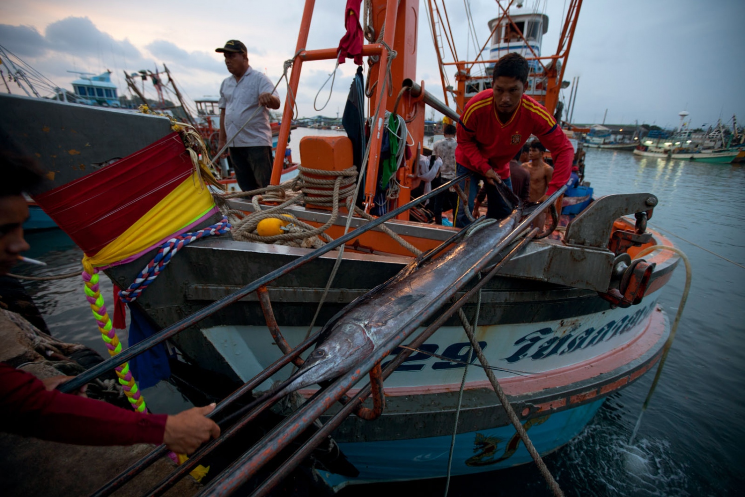 EMPTYING THE SEAS - A catch of large sail fish is being unloaded from a Thai...