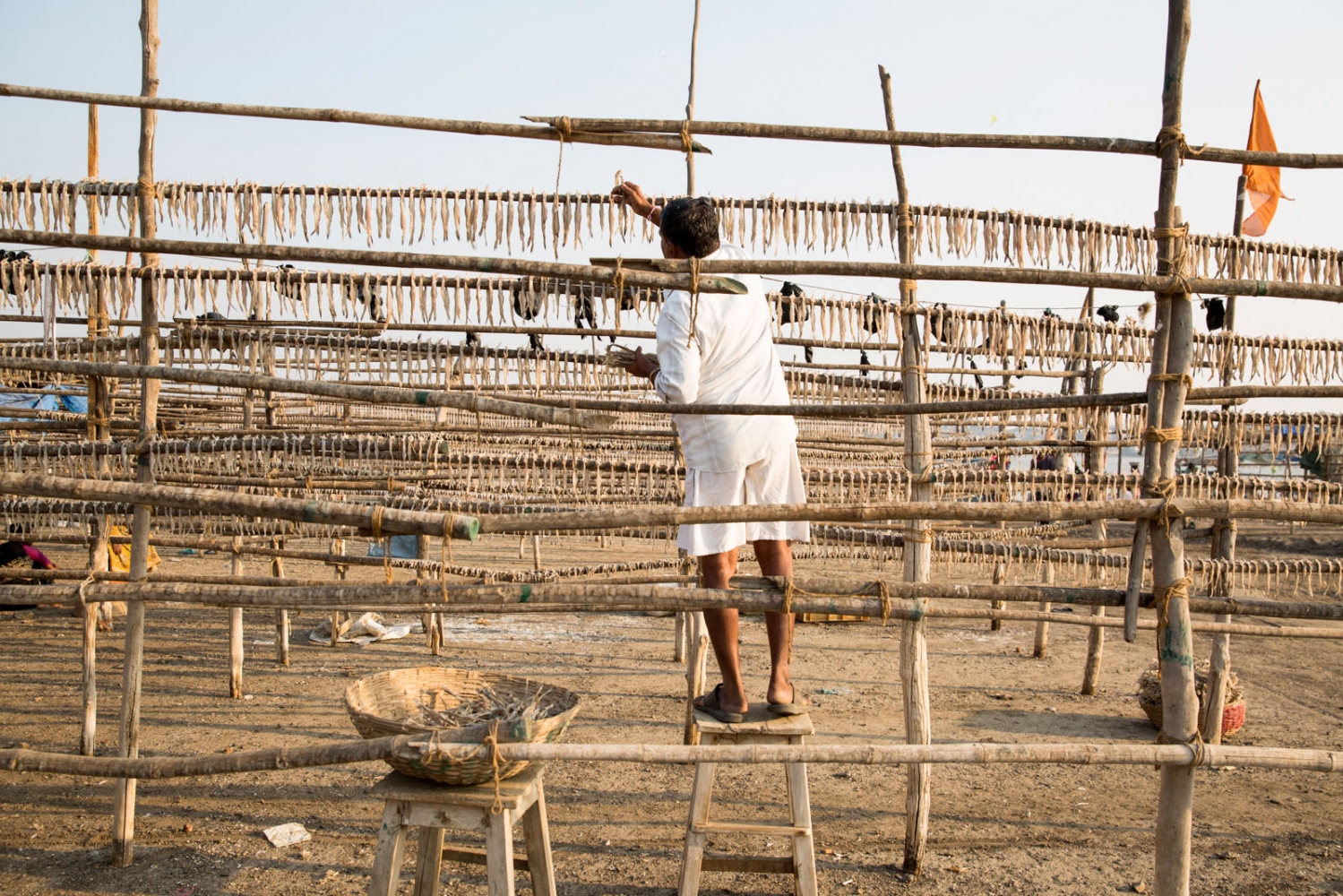 EMPTYING THE SEAS - A local man hangs fish on long racks to dry them in the...