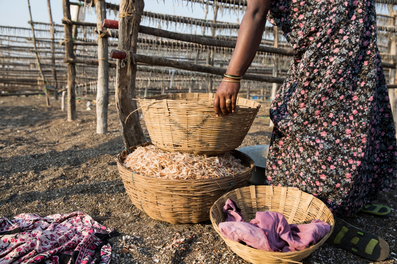 EMPTYING THE SEAS - An Indian women prepares shrimp to dry in the sun in a...