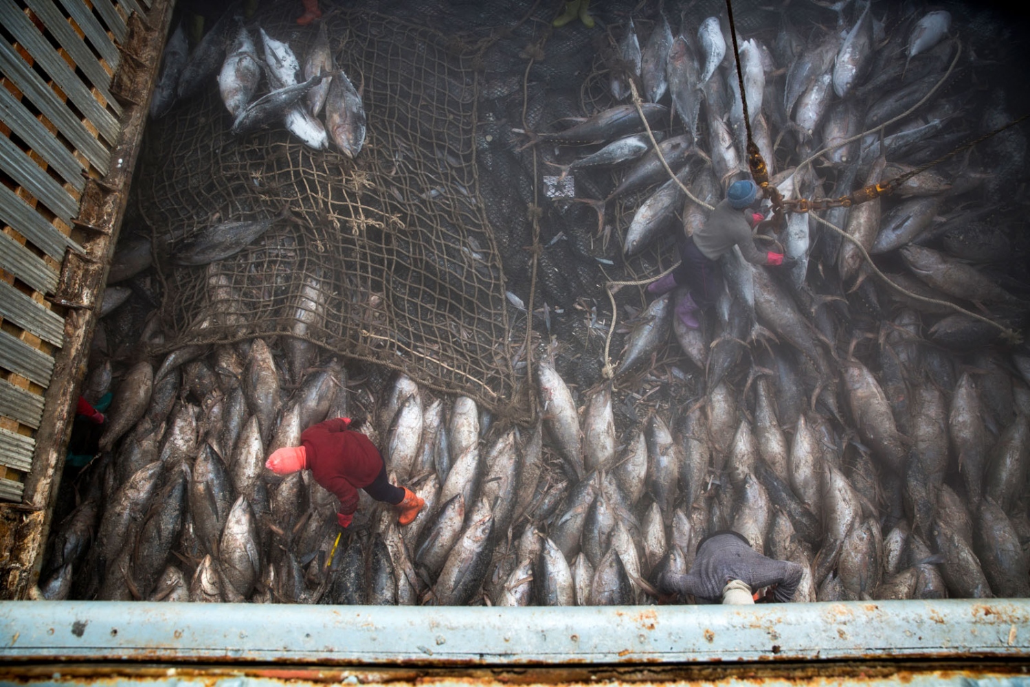 EMPTYING THE SEAS - Thai workers pull tuna into nets in the hold, where the...