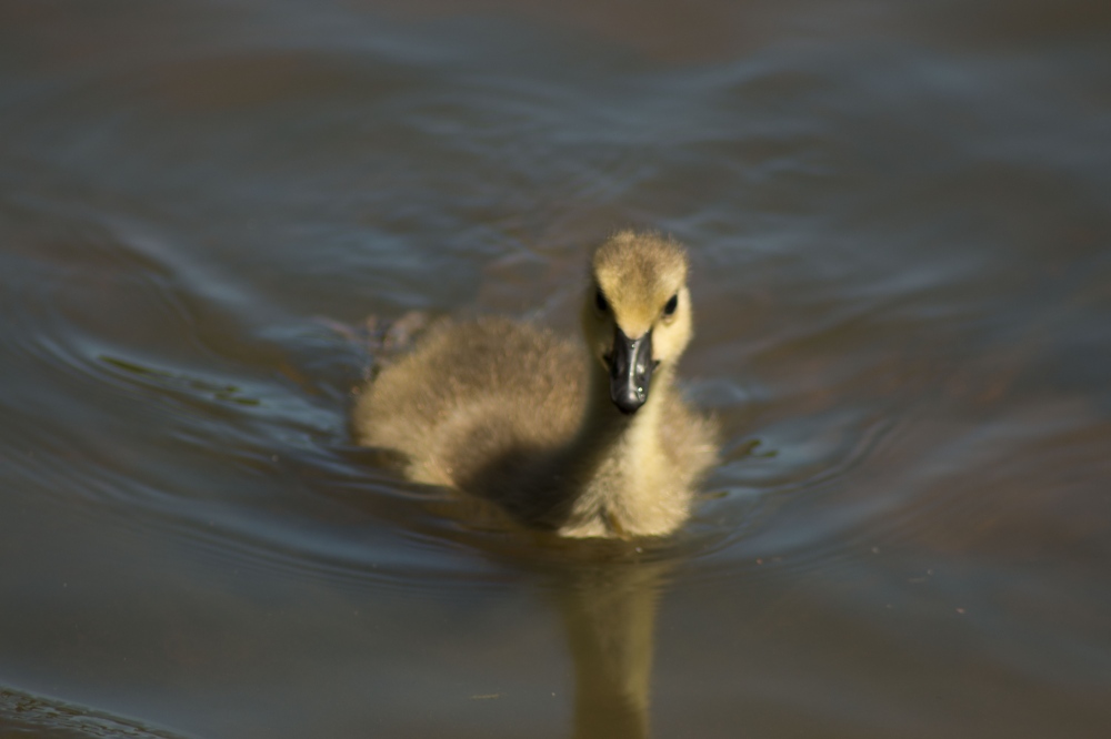 The Swimming Baby Goose