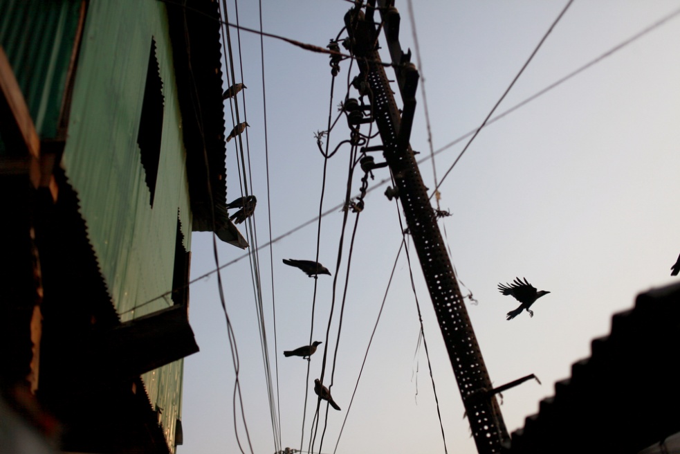 A view of Birds on electrical w...res can soar to over 50 degrees