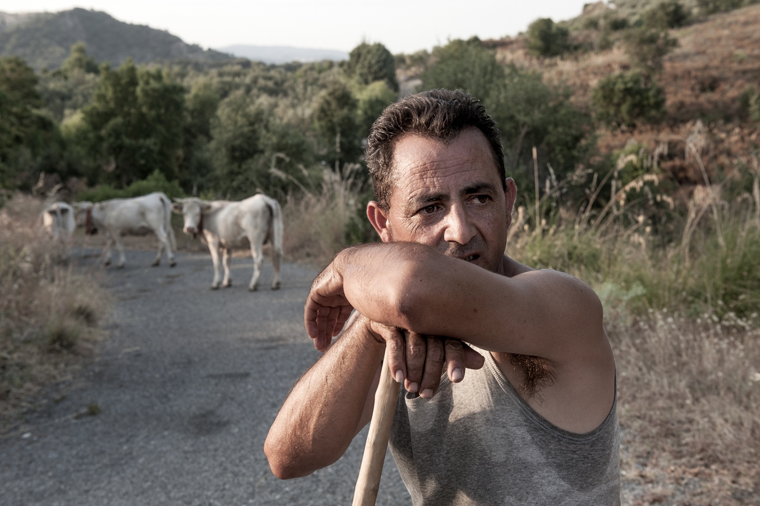COWHERDS - Mountain Raga, Sila, Calabria -  The work of the herdsmen is very tiring. Fatigue is on...