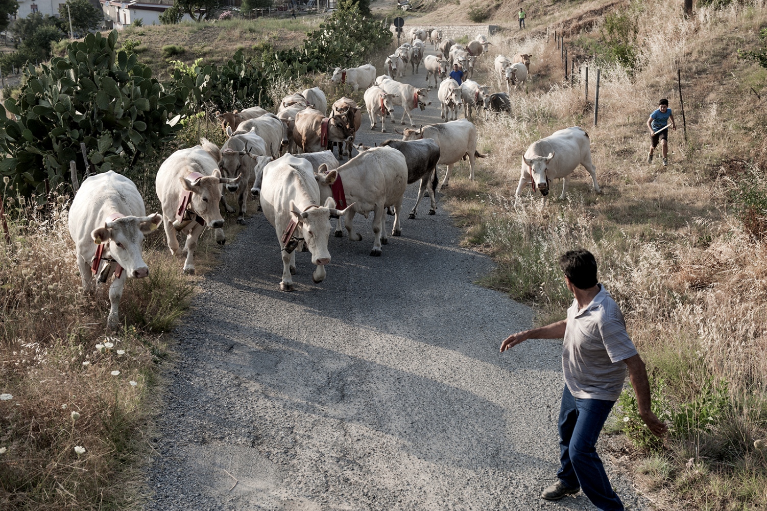 COWHERDS - Mountain Raga, Sila, Calabria -  A family of cowherds, about ten, that, for generations,...