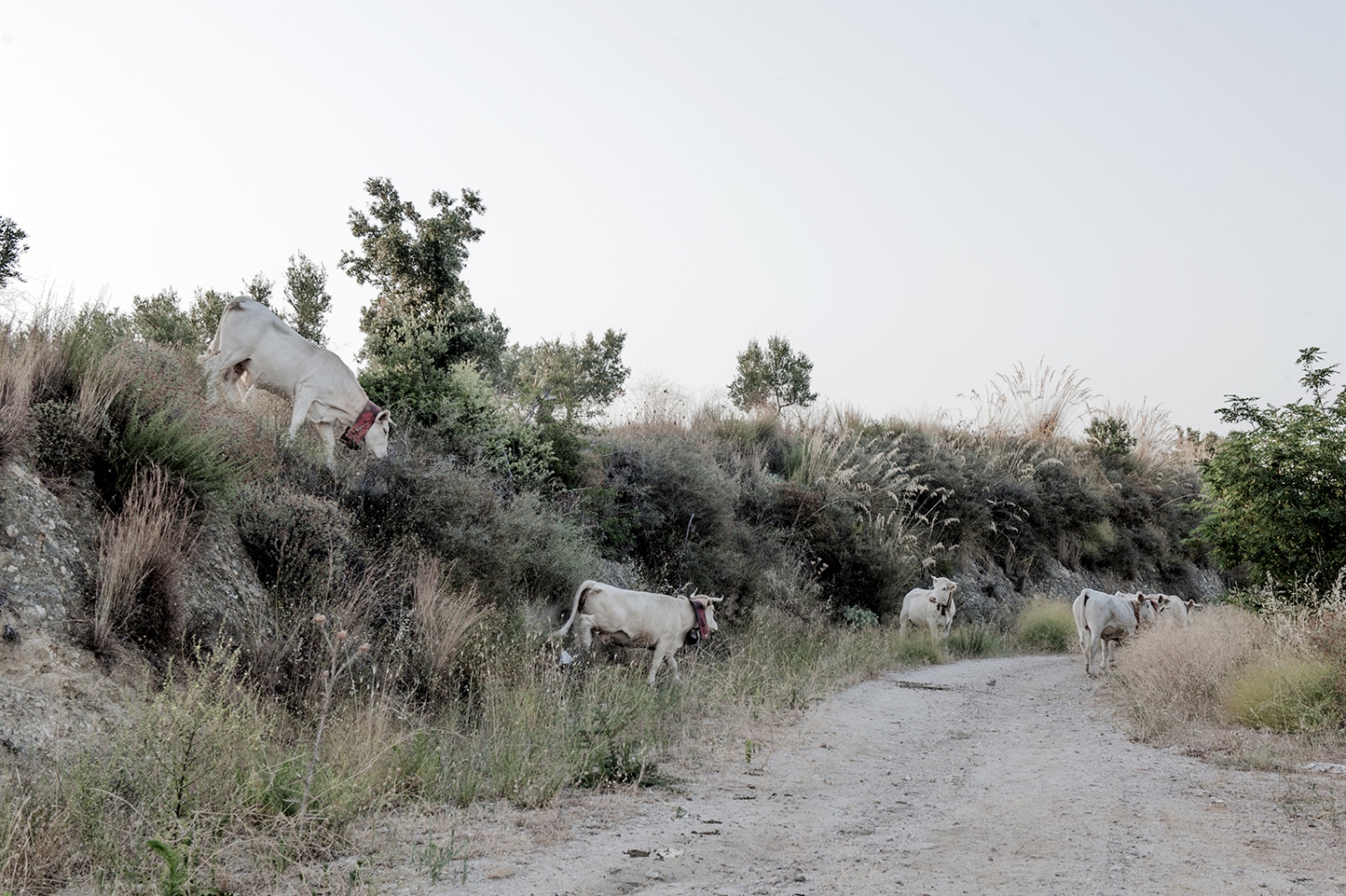 COWHERDS - Mountain Raga, Sila, Calabria - The Calabrian cows are of podolica breed. A race of very...