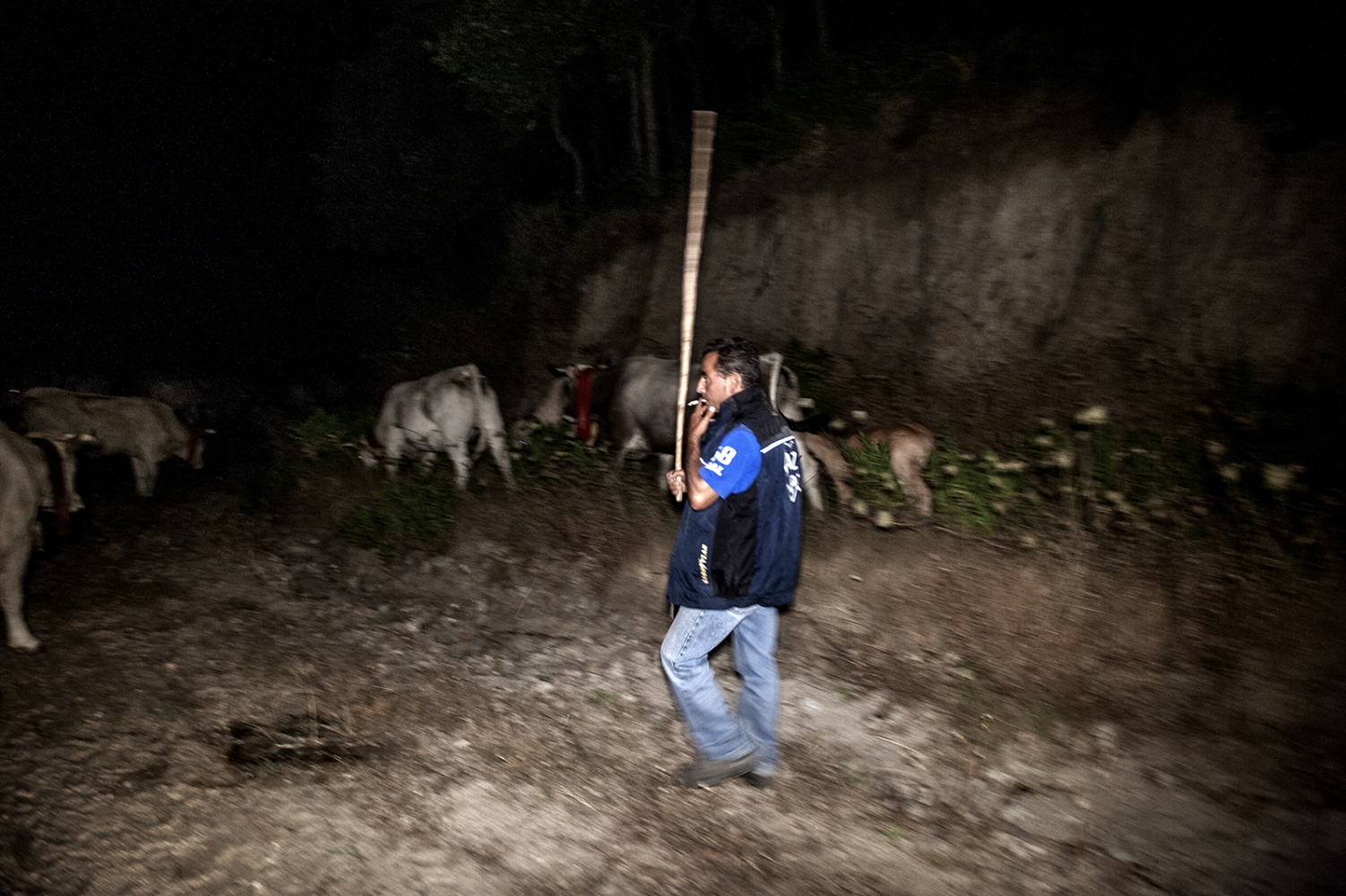 COWHERDS - Mountain Raga, Sila, Calabria - There are many kilometers to do even during the night.