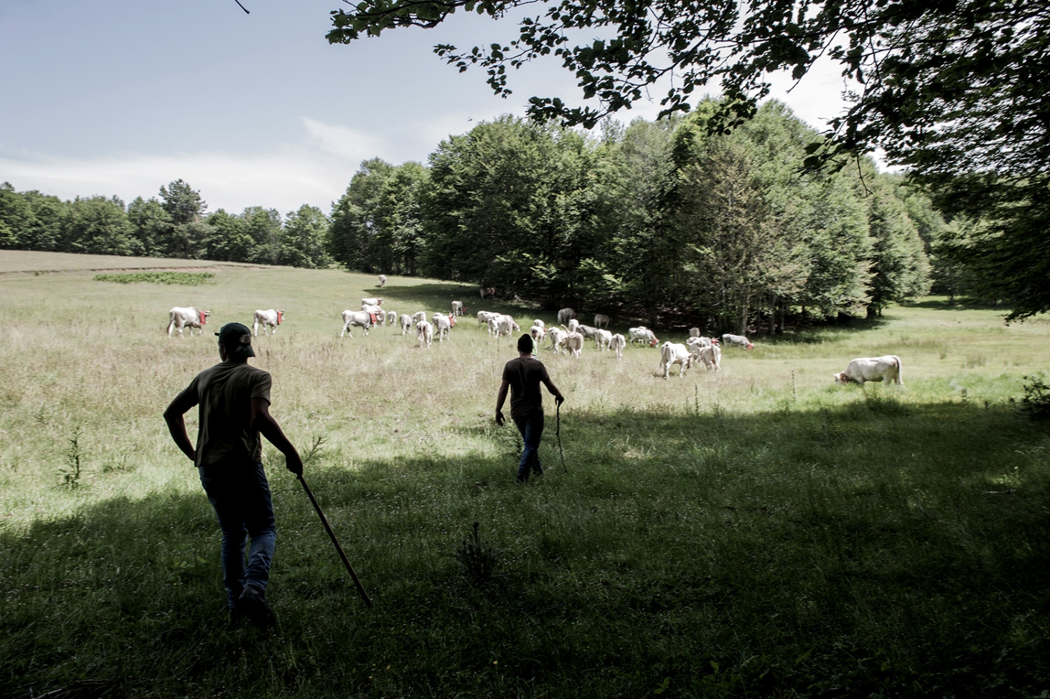 COWHERDS - Mountain Raga, Sila, Calabria -  Transhumance is a migration that takes place in two...