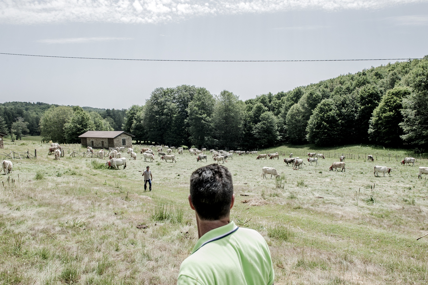 COWHERDS - Mountain Raga, Sila, Calabria -  For years these men have been leading animals to...