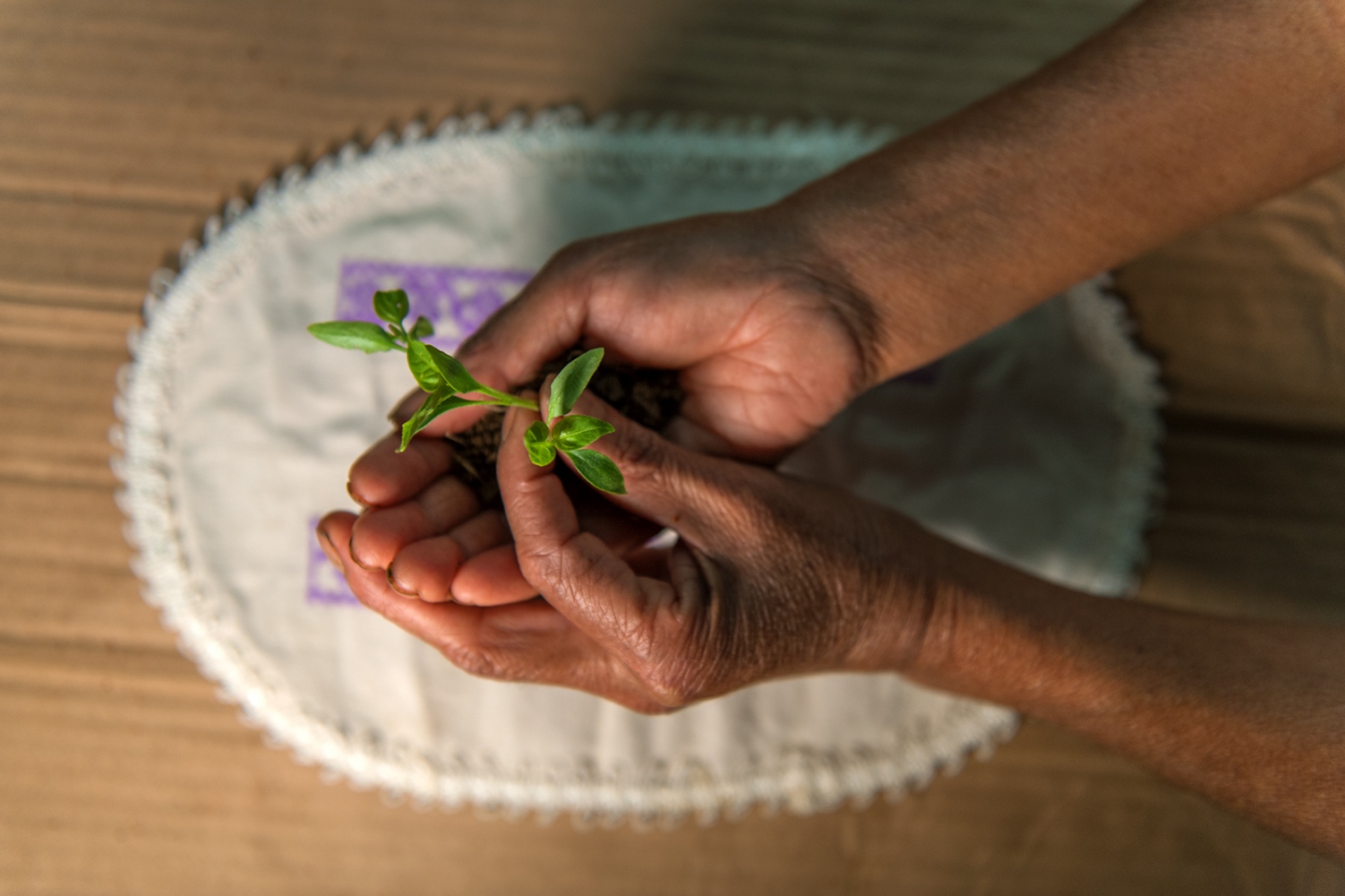 Tlaola - Indigenous women -       The seedling of a chili pepper in the hands of an...