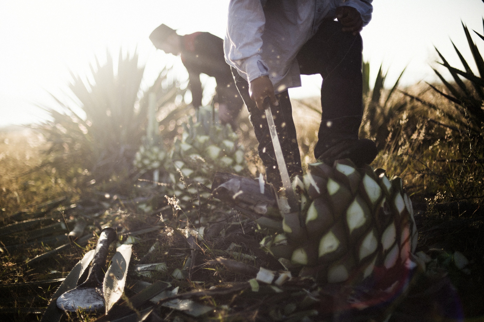Agave, Corazón de México - Workers use machetes to harvest agave in the fields near...