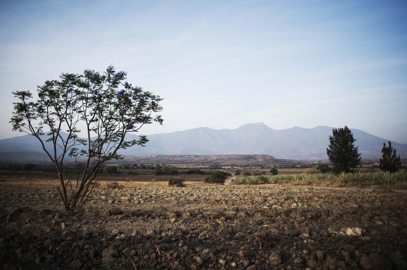 Agave, Corazón de México - Agave fields on the outskirts of Santiago Matatlan,...