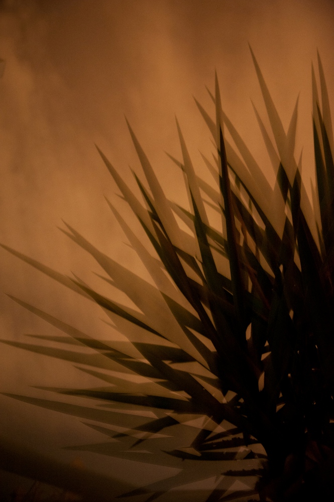 Suspended time -  In a play of light and shadow, the body of the agave...