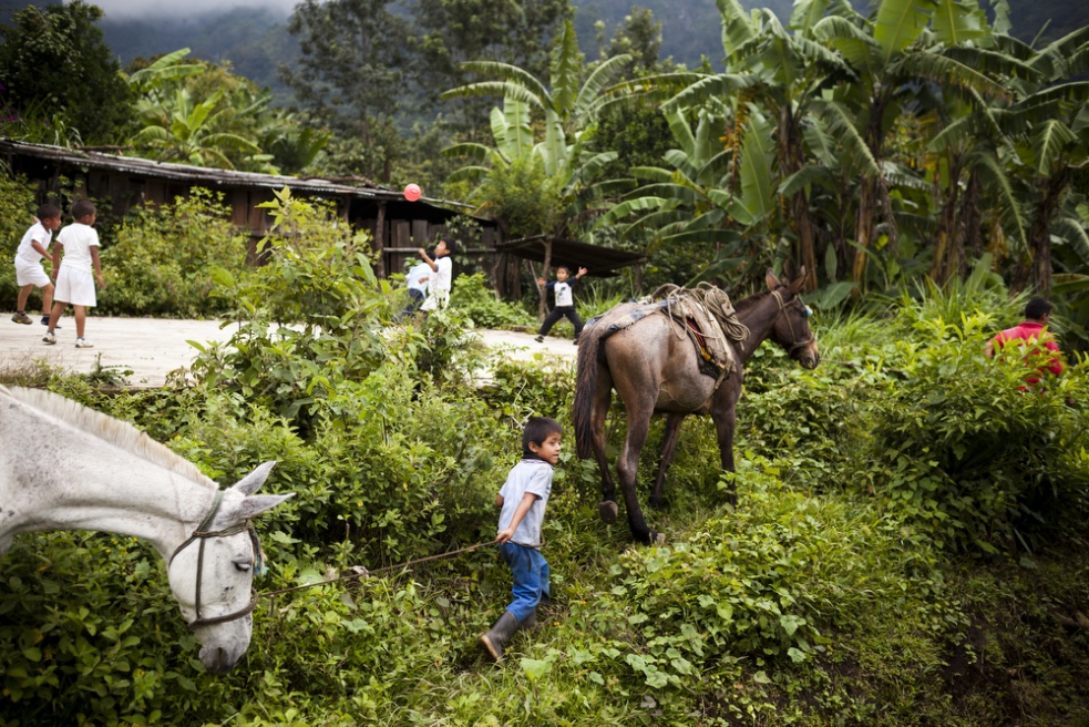 Guatemala's Green Hunger