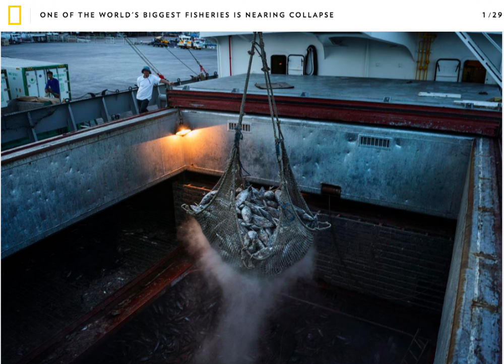 On Nat Geo: One of the World's Biggest Fisheries Is on the Verge of Collapse