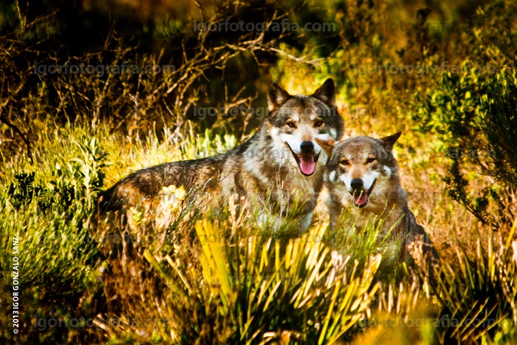 ANDALUSIA (Spain). A day like to_ian wolf couple during the zeal.
