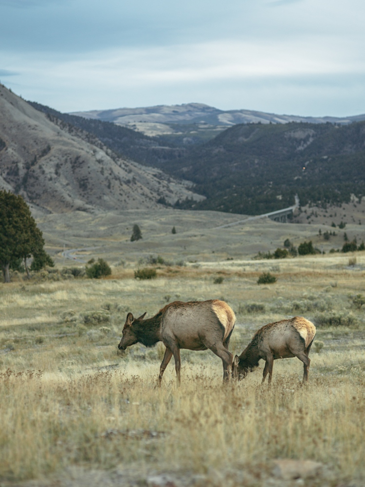 Elk Hunters