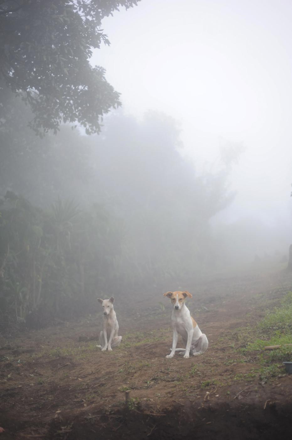 two dogs  | Buy this image