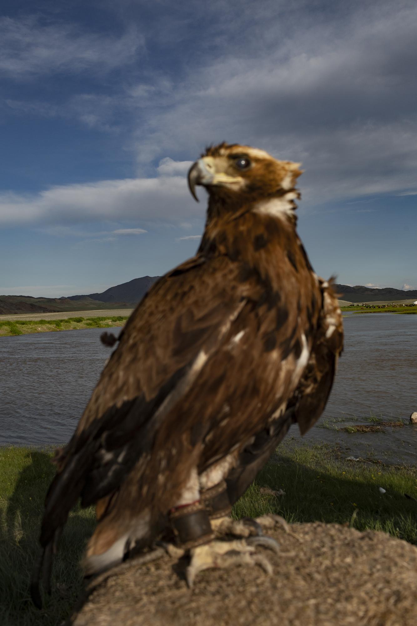 El Optimismo del Tiempo - Águila de caza, Bayan-Olgiy, Mongolia. Hunting...