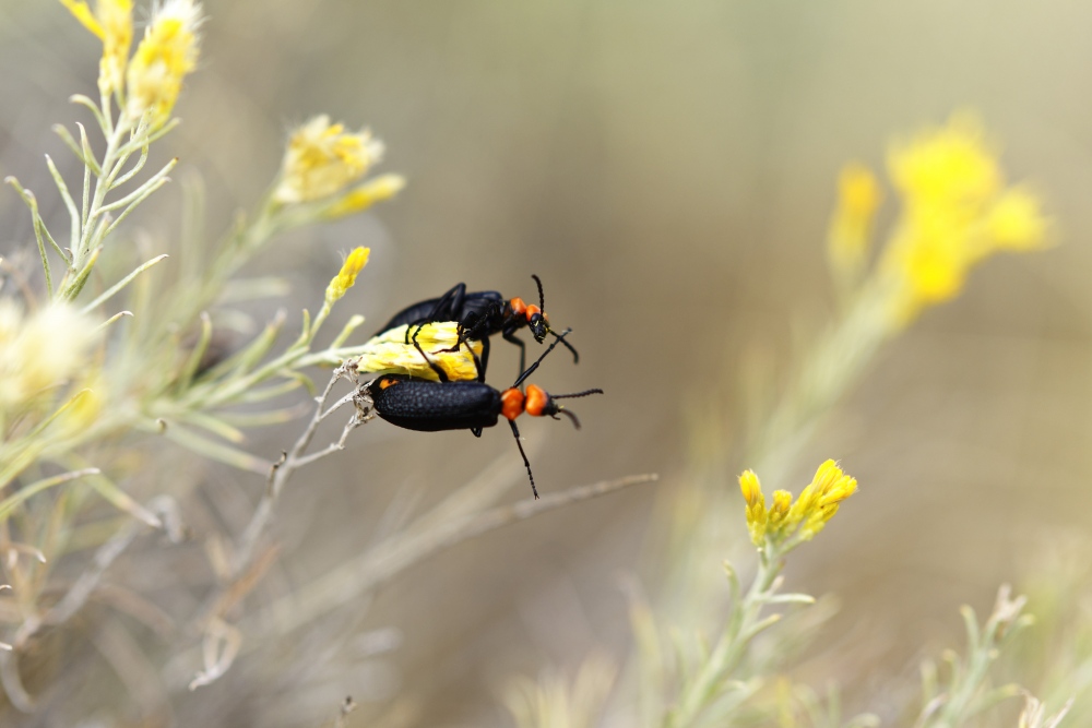 Soldier beetles in the desert of Eastern Washington.