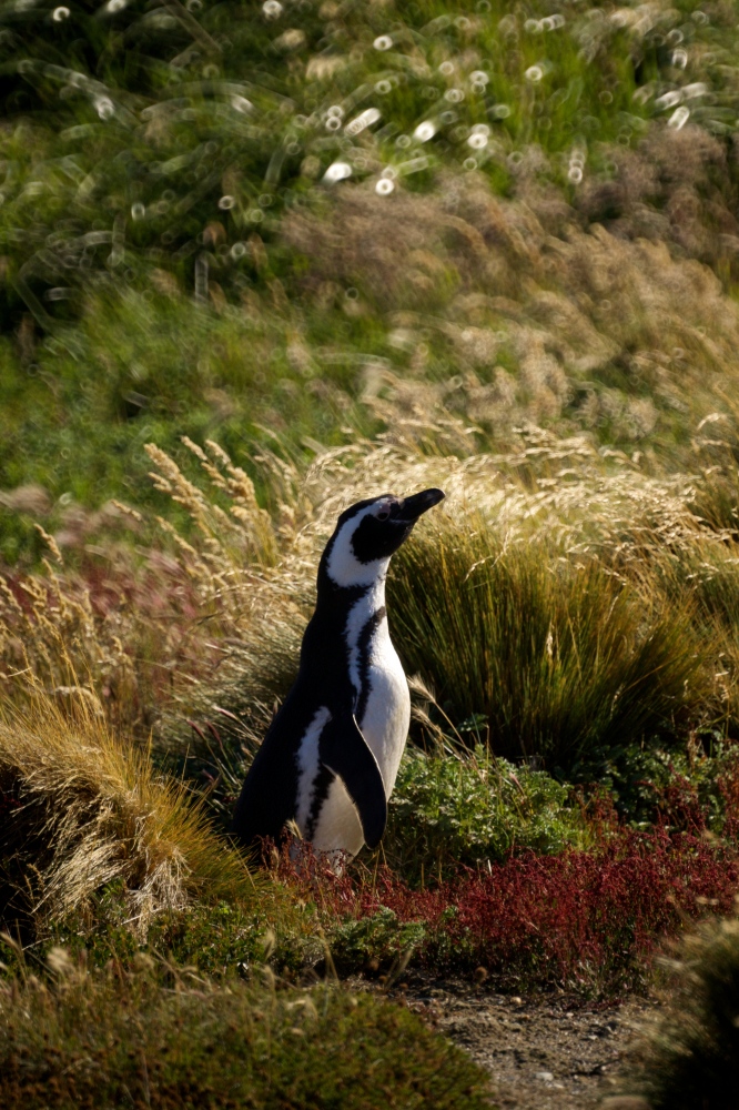 The Changing Climate - Lookout     A Magellenic penguin at the Seno...