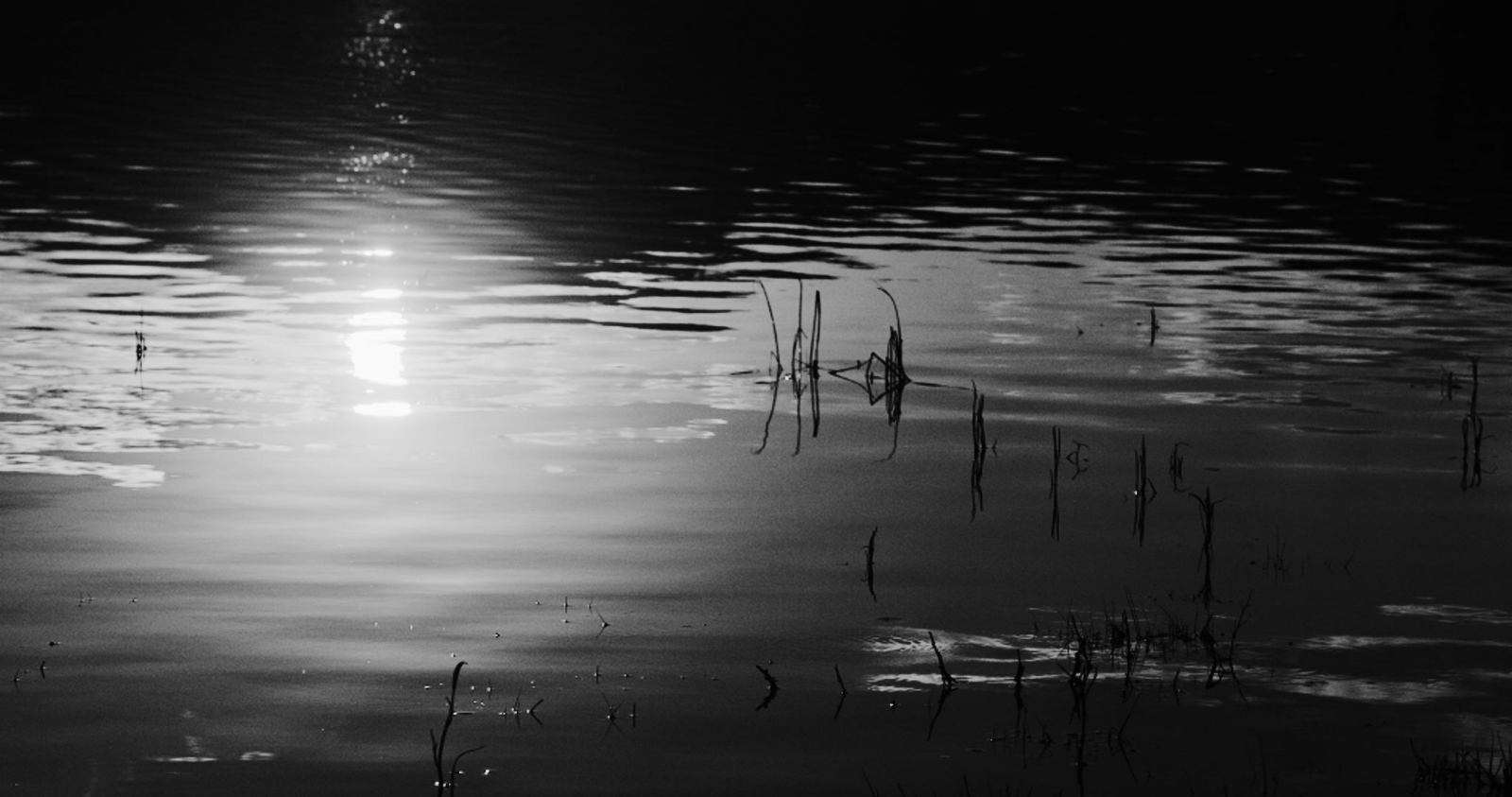 The Changing Climate - Reeds  Reeds in the shallows of a lake near Bozeman Montana.