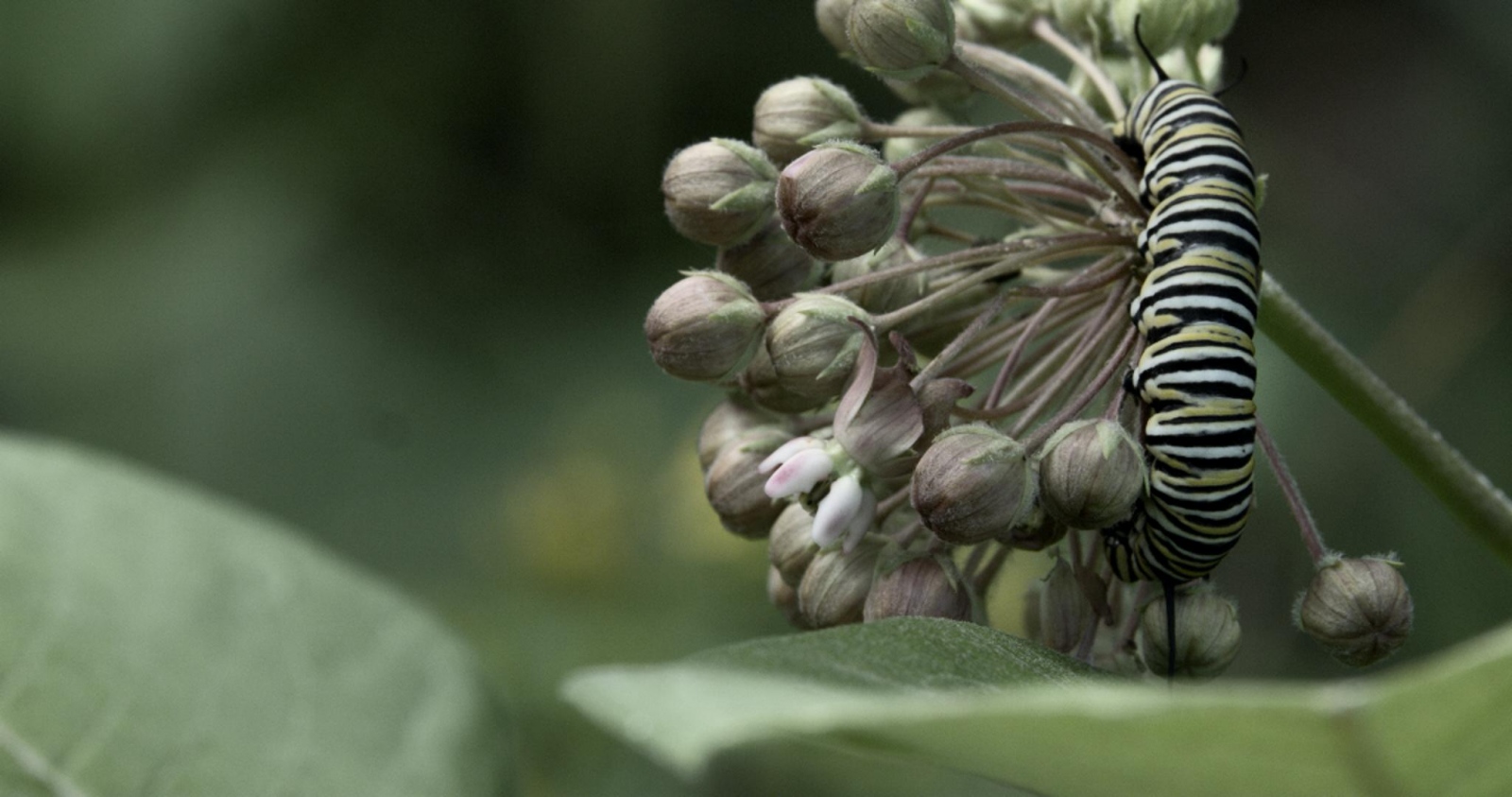 The Changing Climate - Caterpillar Feast  A caterpillar feasting on milkweed in...