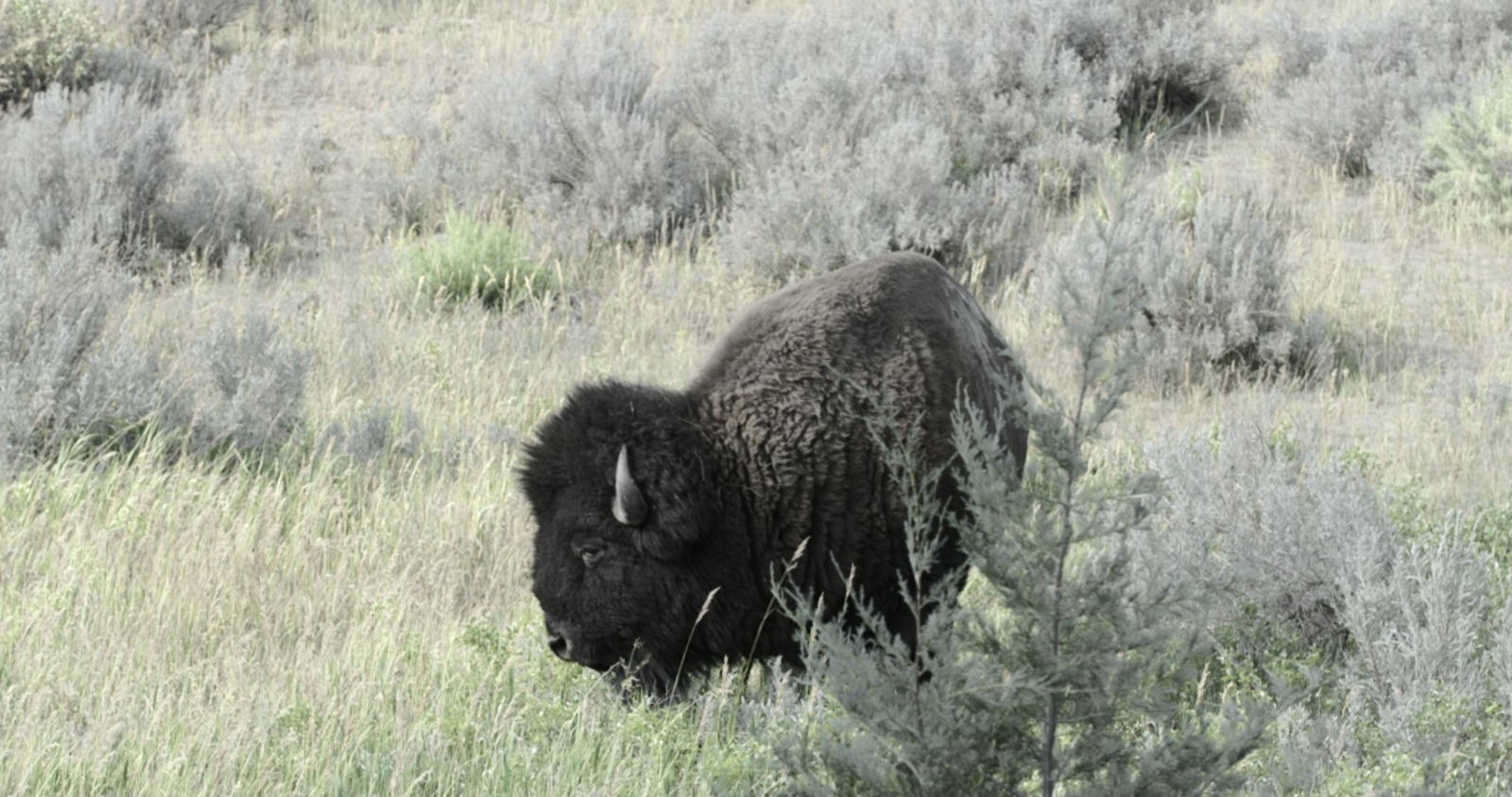 The Changing Climate - Bison  A bison in Teddy Roosevelt National Park, the last...