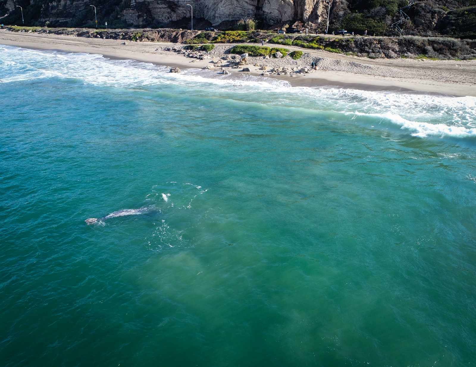 Drone - Migrating whales - 