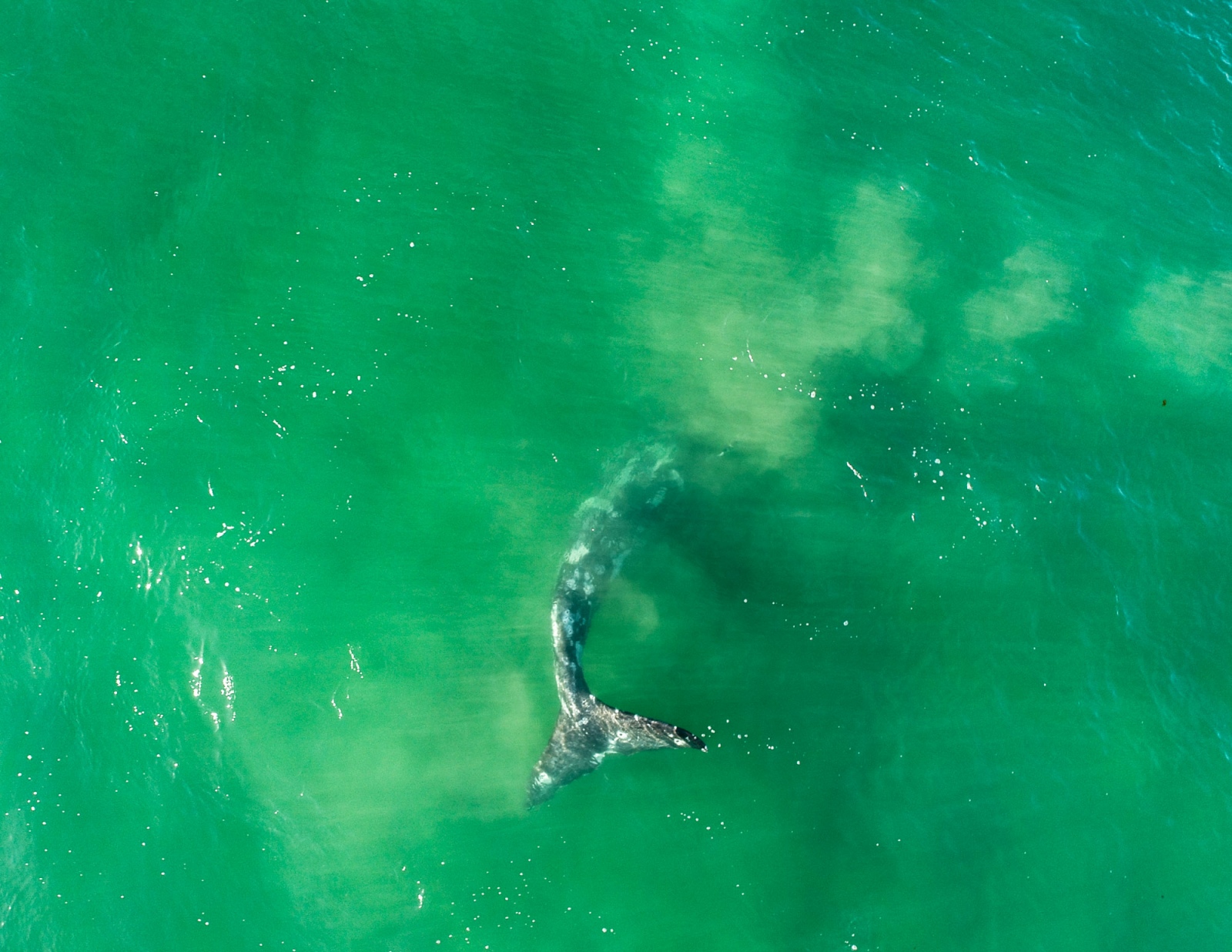 Drone - Migrating whales - 