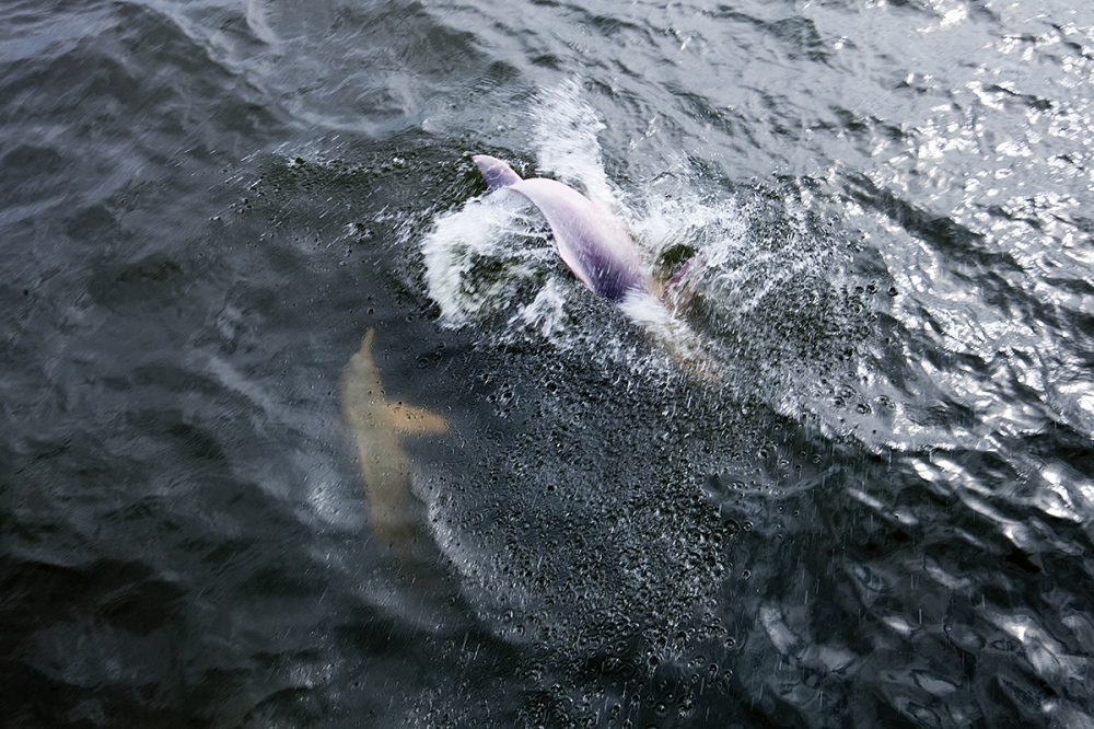  The boto, pink dolphin of Braz...appearing back into the river. 