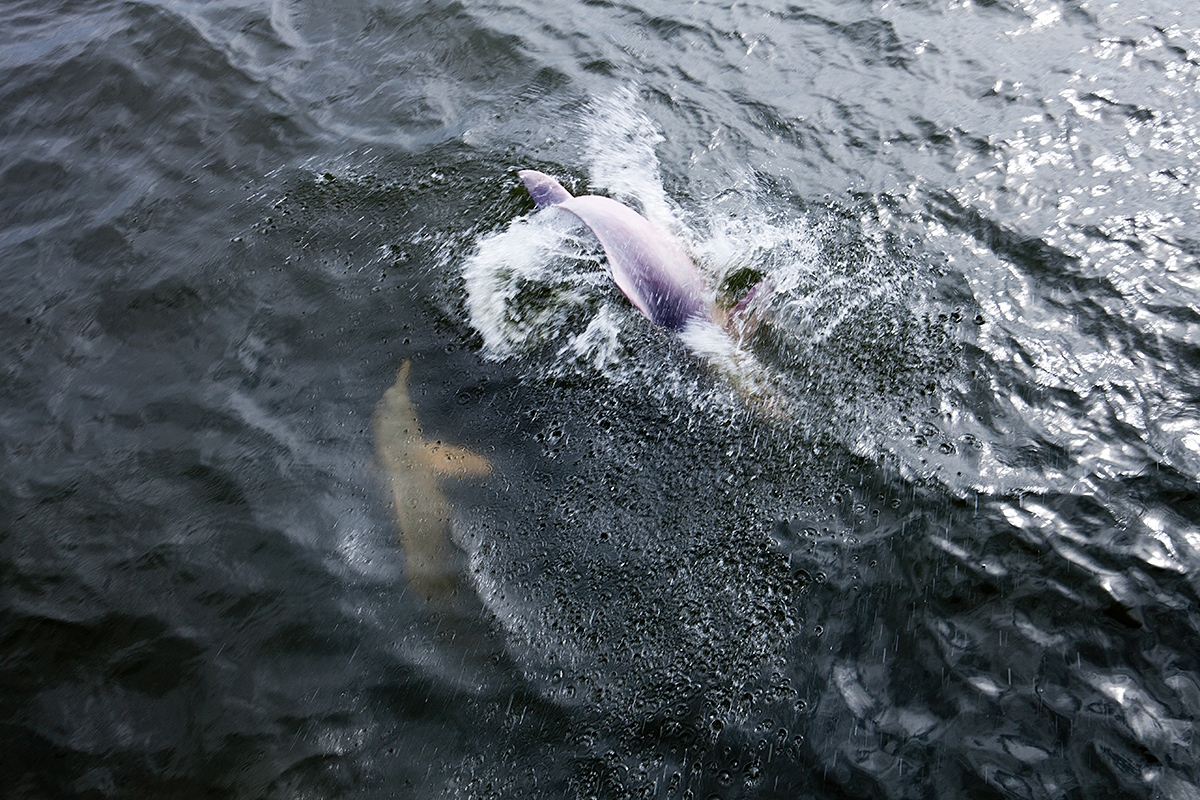 Exploracao -   The boto, pink dolphin of Brazil.  In the 1850s, rubber...