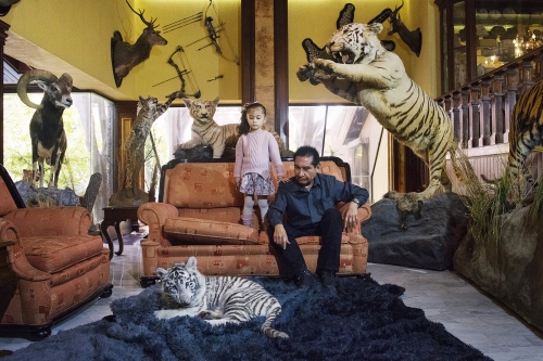 Sergio, mexican politician, with his 5 year old daughter and his white tiger cub in their living room in Tehuacan, Puebla, Mexico. He&#39;s teaching her how to approach the cub without being afraid. He has got around 500 animals in captivity, mostly exotic in a zoological park beside his home called &ldquo;Los Animalitos&rdquo;, that means the little animals. When they die he stuffs them to add to his collection in their house.  