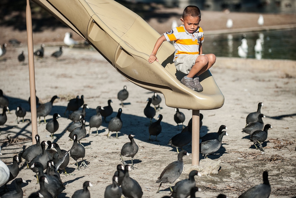 Allan Hernandez, 6, of Santa Ana contemplates his next step off the playground slide as American coots surround him at Centennial Regional Park in Santa Ana, California.
