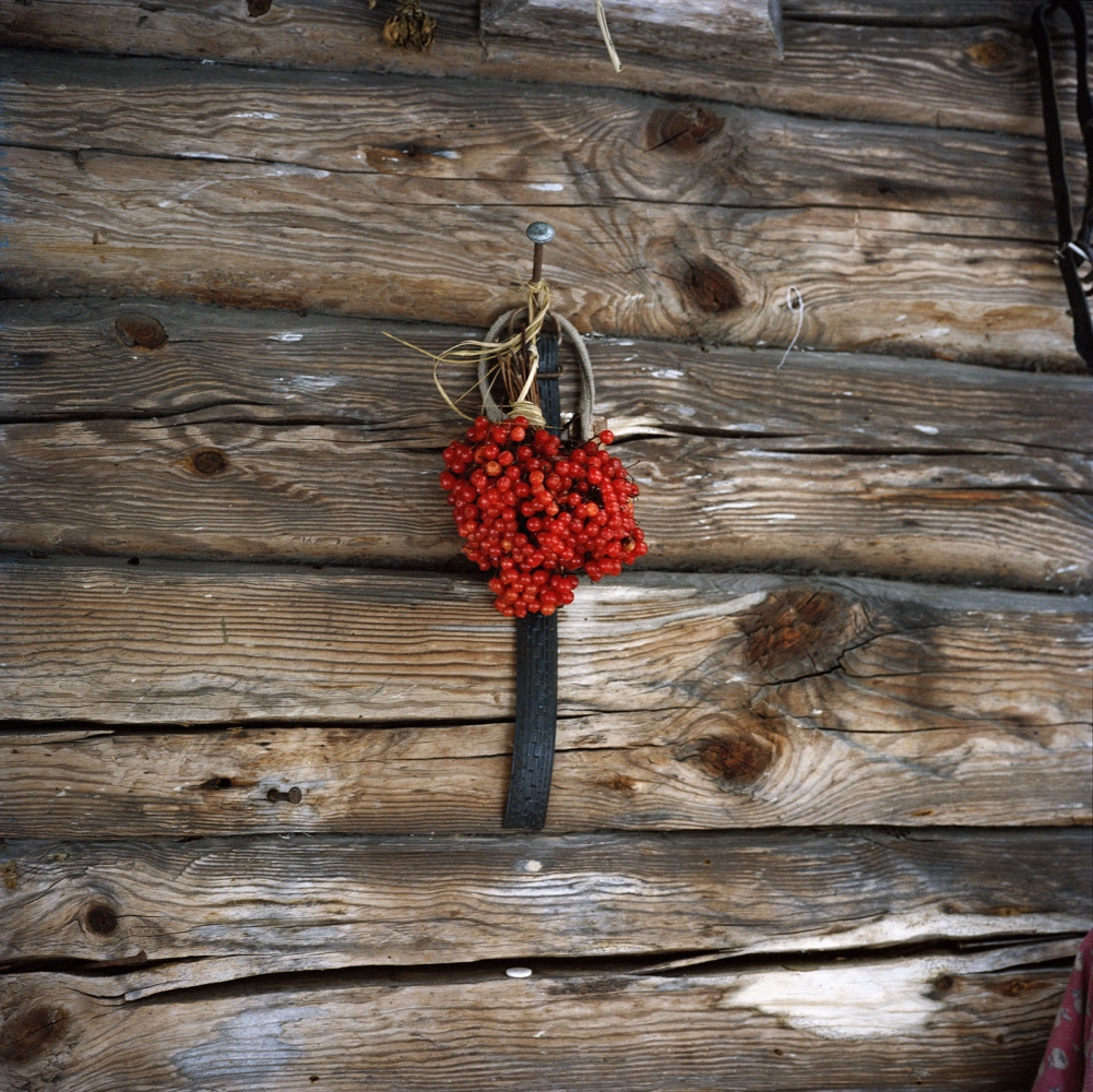 Chernobyl: Still Life in the Zone  - Berries hanging on the walls of Maria Harlam's house in...