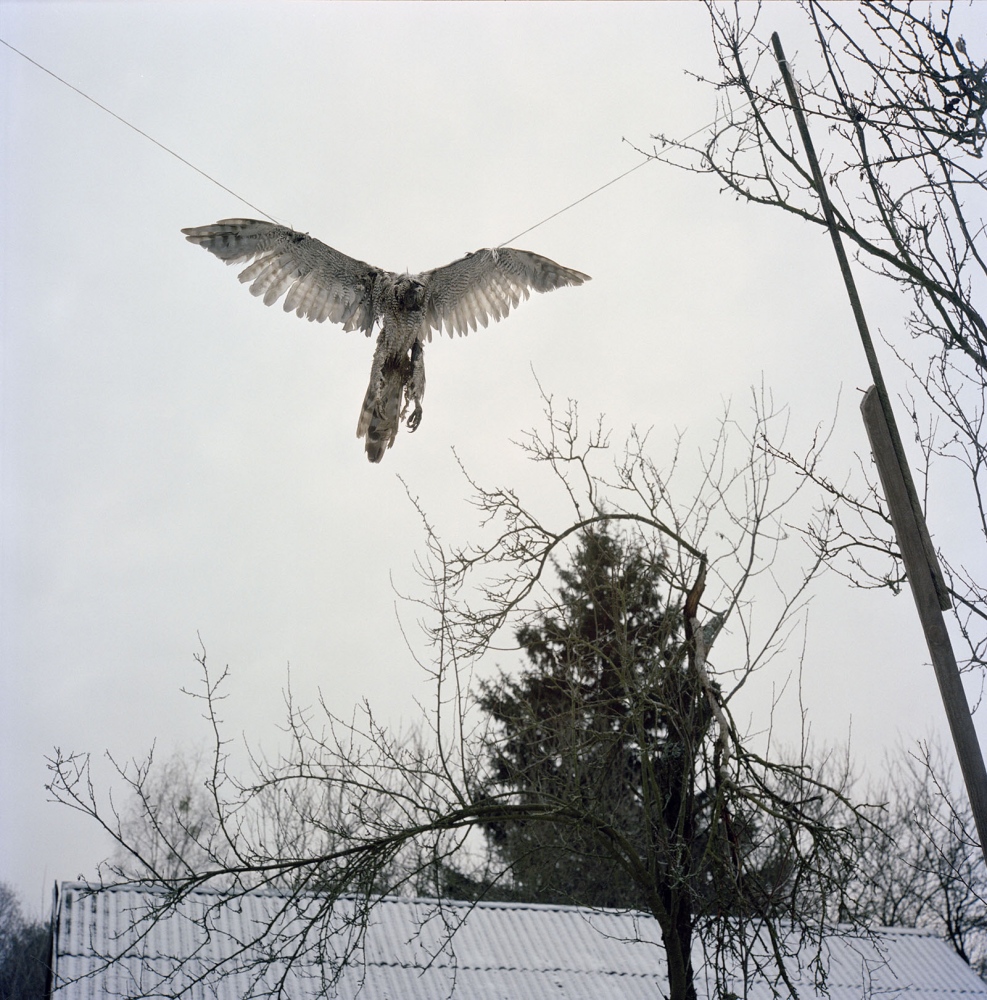 Chernobyl: Still Life in the Zone  - Falcon killed by Hanna Zavorotina (78 y.o) and hung up as...