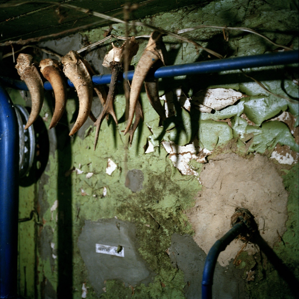 Chernobyl: Still Life in the Zone  - Deer horns haning in the shed. Galina Konyushok's house....