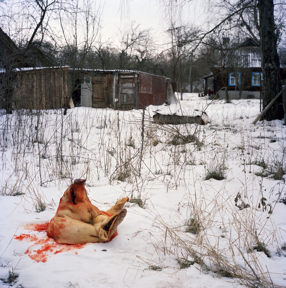 Chernobyl: Still Life in the Zone  - Pig butchered for the New Year holidays in Kapavati...