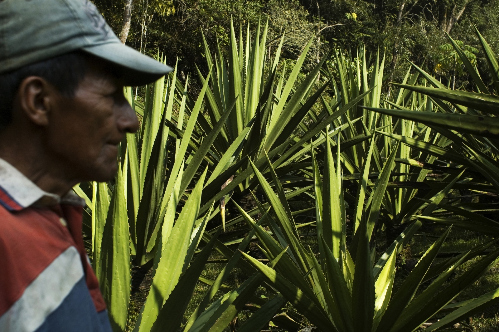Art and Documentary Photography - Loading JOANATORO_agriculture_and_envioroment028.jpg
