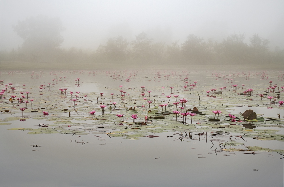Lily Pond in the Mist, The Sunda_is being curated by Kat Kiernan 