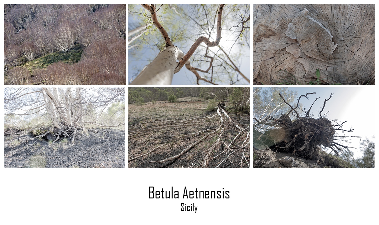 Betula Aetnensis - A symbol that is disappearing