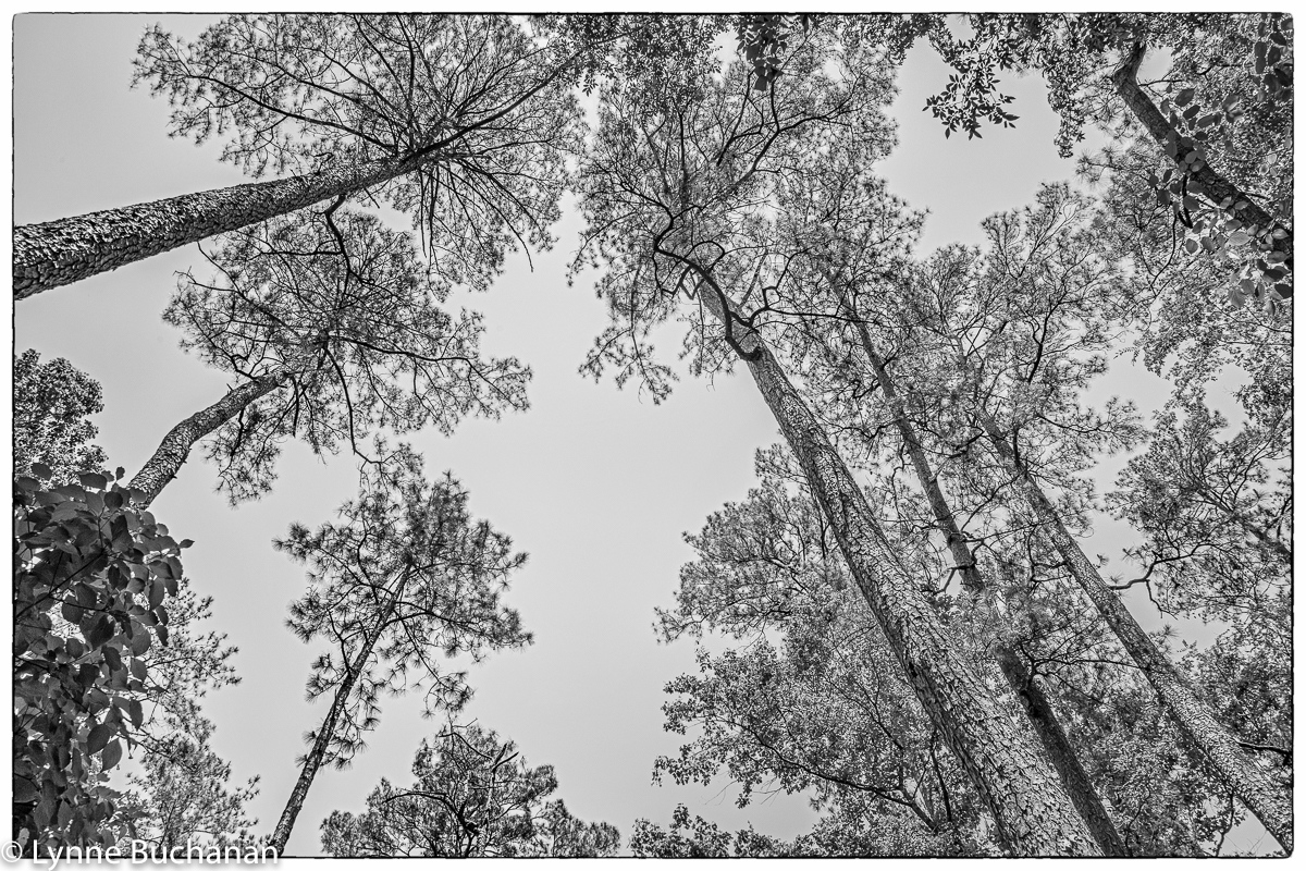 Moody Forest Old Growth Longleaf_eserving this primeval paradise.