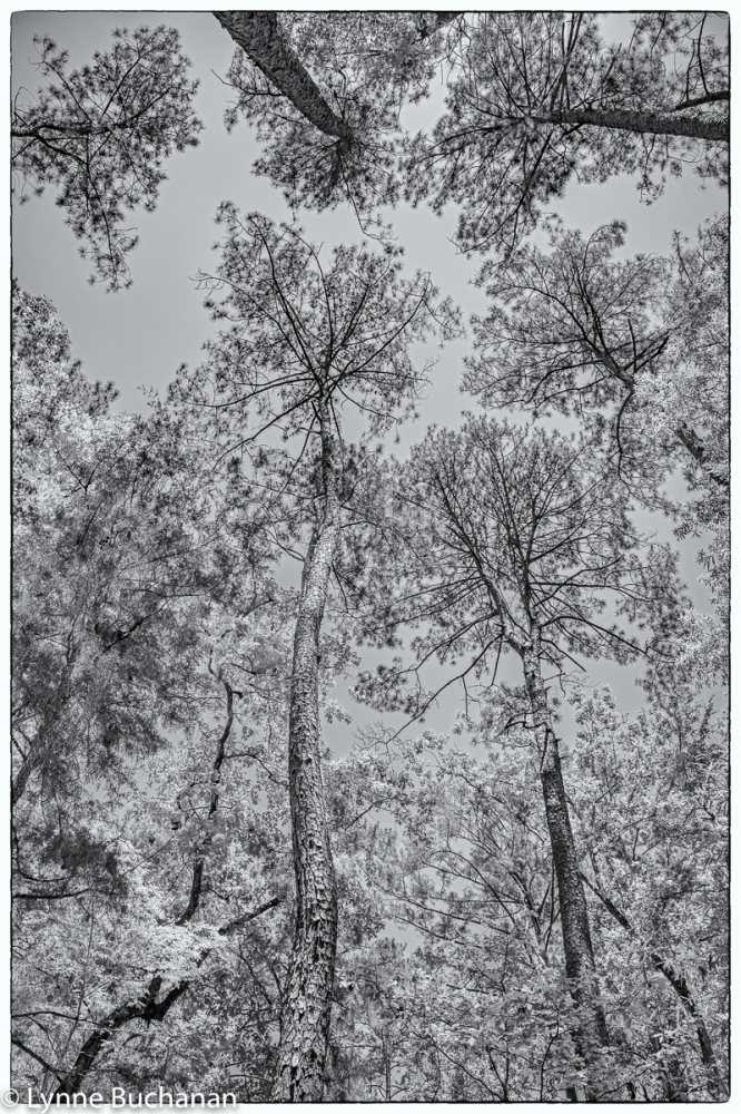 Longleaf Pine Canopy, Moody Forest, Georgia