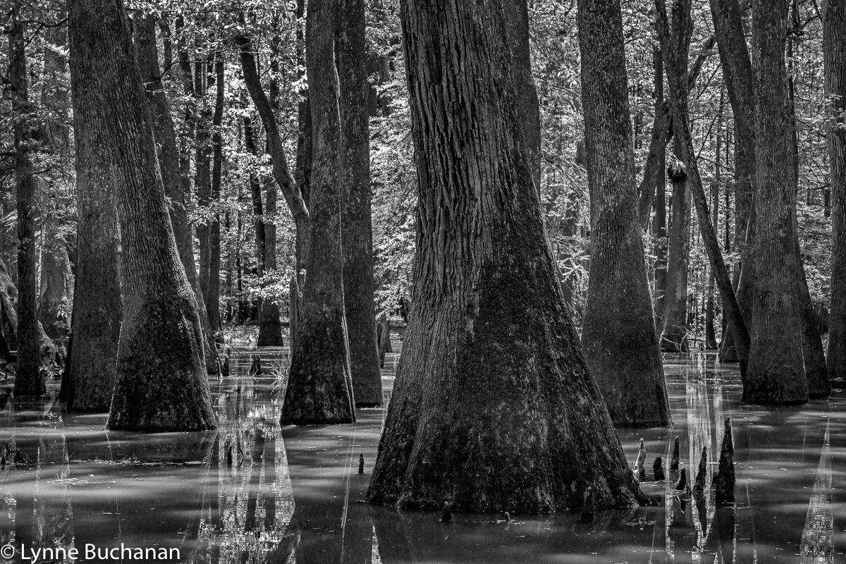Moody Forest Tupelo Cypress Geom_gh, Moody Forest, Baxley Georgia