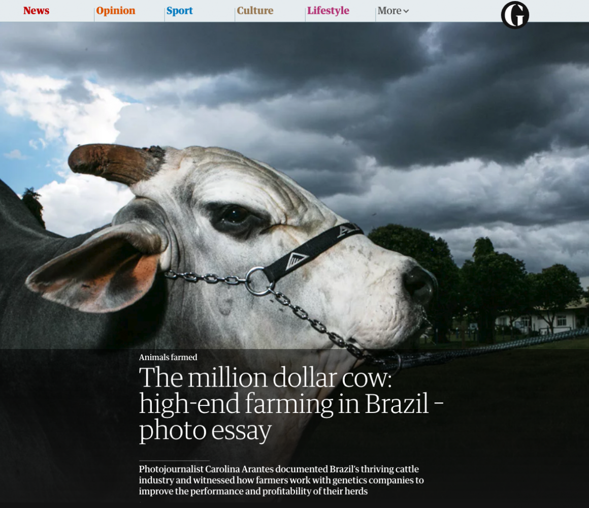Thumbnail of Holy Cow @ The Guardian today 