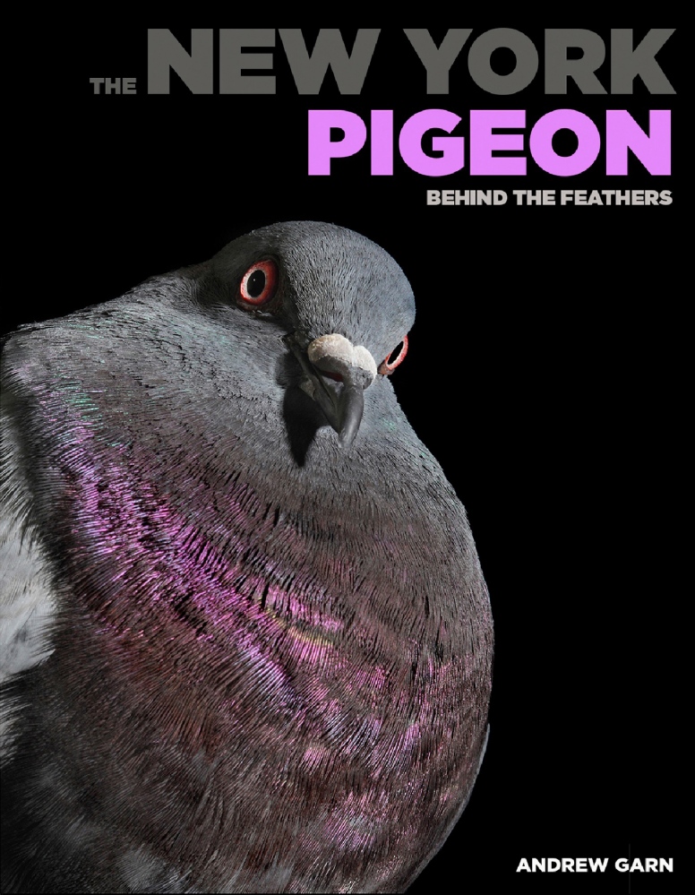 Photographer goes behind the feathers of city's pigeon population