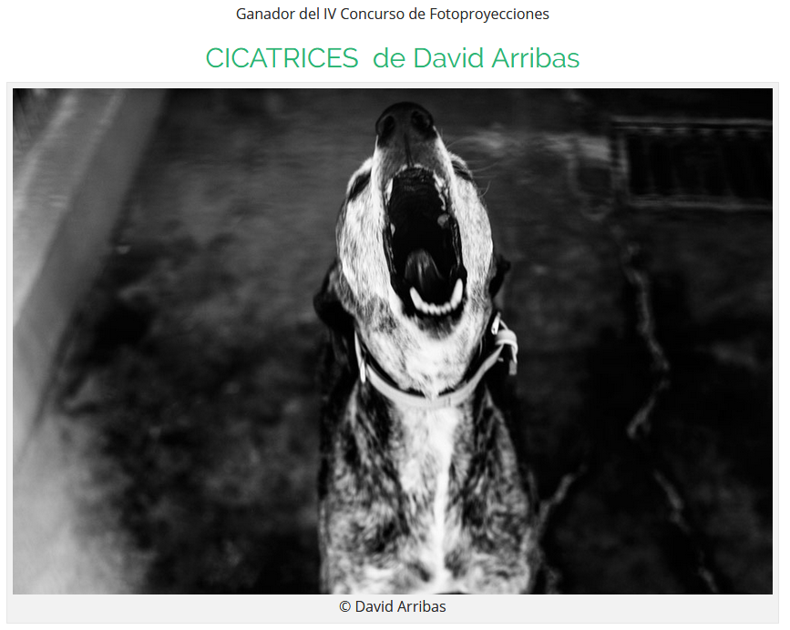 Cicatrices win SantanderPhoto 2018.