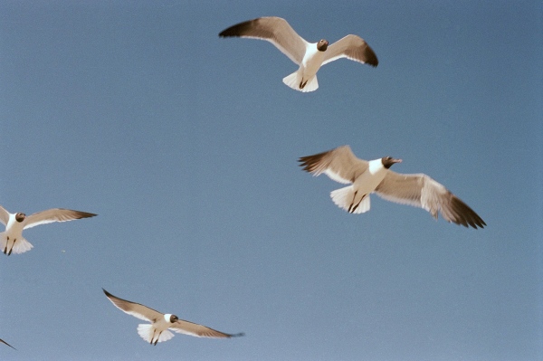 Image from Cheap Knockoffs -  Birds at the beach, New York, NY 
