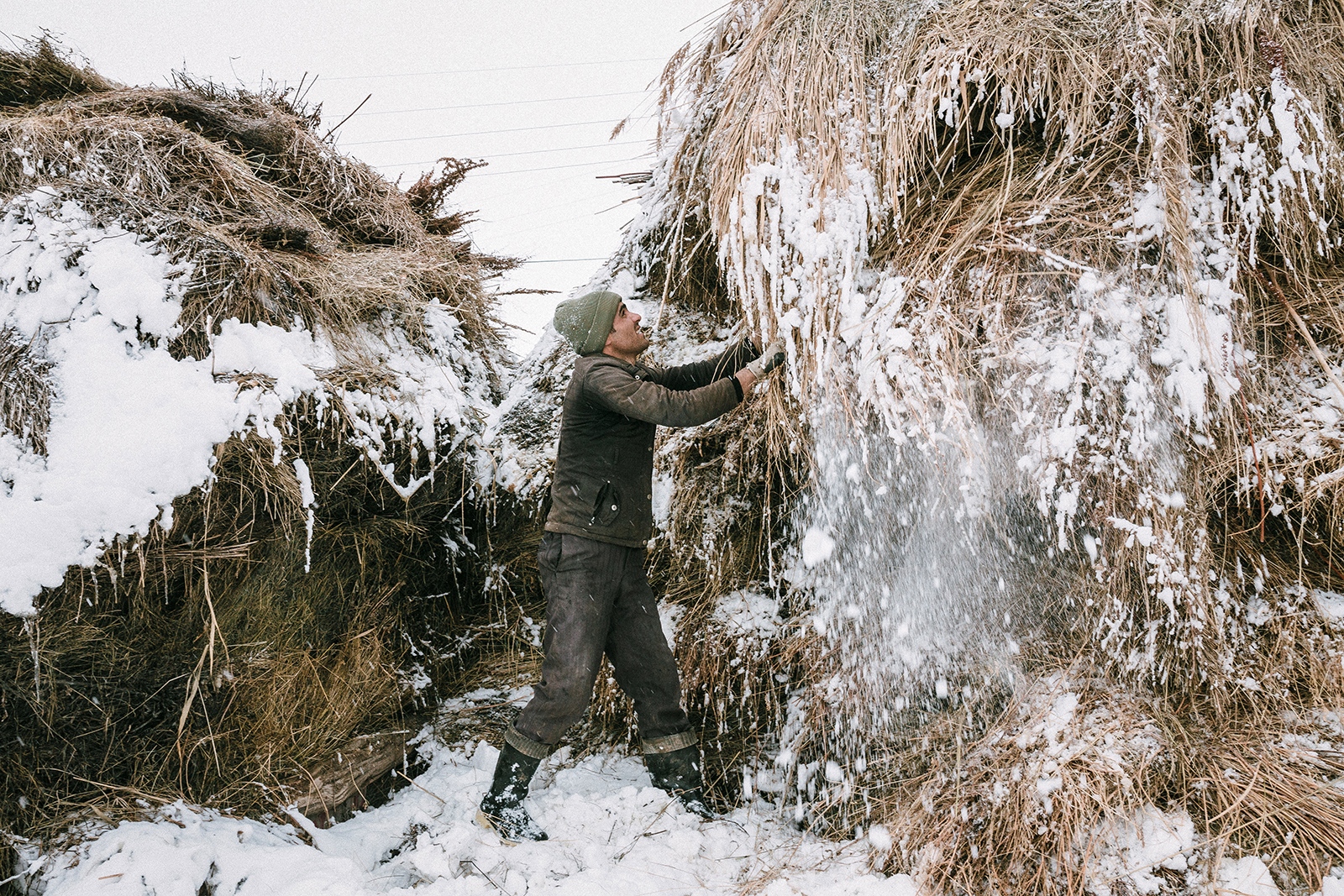 Roots -  A young guy is shaking off the snow from stocked hay....