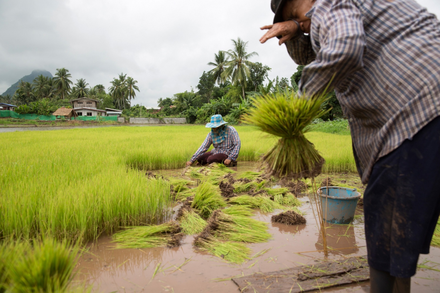 Rice farmers in the village of ...ts such as arsenic and cyanide.